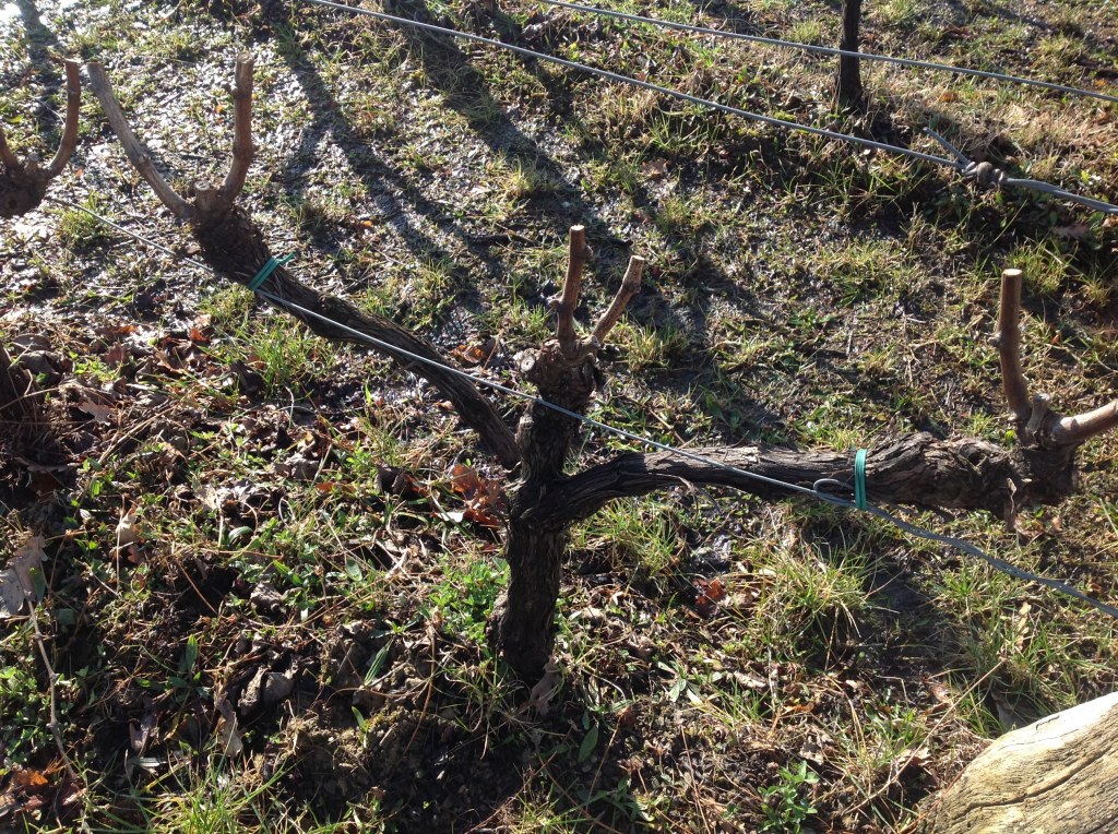 Entendiendo la función de la&nbsp;poda