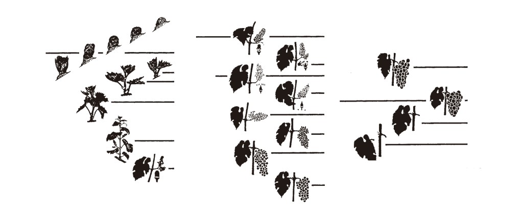 Monitoreo Ciclo de la Vid E-L&nbsp;System