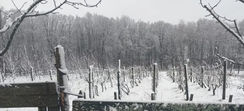 Viñedos, Santos y&nbsp;Milagros