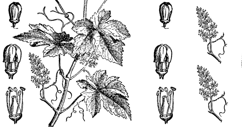 Wine Talk |&nbsp;Aperturas